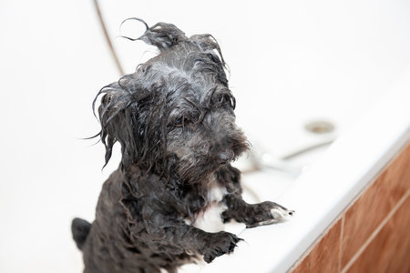 A small Maltipoo dog with wet hair stands in a bathtub during a bath. Animal hygiene, care products.の写真素材