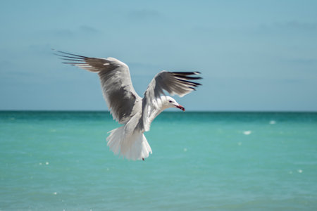Seagull in flight with magnificent wingspan against turquoise ocean backdrop. Sea Waterfowl Dance in...