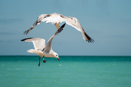 Two seagulls with magnificent wingspan flying over turquoise ocean with clear sky. Dance of Sea Water Birds in the Airの写真素材