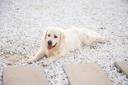 A gorgeous Golden Retriever poses for the camera, with his tongue out, lying full-length on white...