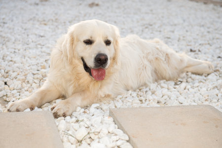 A gorgeous Golden Retriever poses for the camera, with his tongue outの写真素材