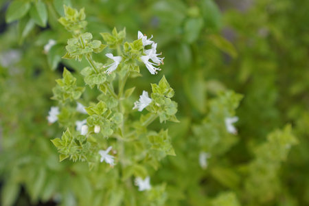 Close-up of white basil flowers against blurred green leavesの写真素材