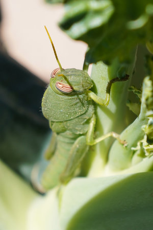 Close up, macro photo of green Locusta migratoria, nymph stage (not yet an adult), on a broccoli...