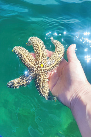 A hand holding a live spiny starfish above clear sea water with sun glare. Educational vacation. Exploring the sea, interacting with natureの写真素材