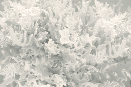 Pattern ornament of fluffy gray cineraria leaves with textured details. Abstract natural delicate background. Floral drawingの写真素材