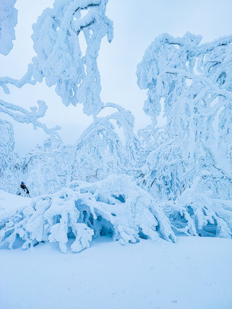 An incredibly beautiful winter forest landscape. Tree branches covered in snow.の写真素材