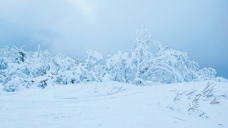 A fantastically beautiful landscape of a winter forest covered with frost and snowの写真素材