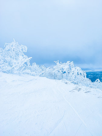 A fantastically beautiful landscape of a winter forest covered with frost and snowの写真素材