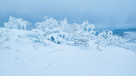 An incredibly beautiful winter forest landscape. Tree branches covered in snow, in the shades of the Color of the Year 2026.の写真素材