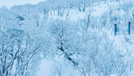A fantastically beautiful landscape of a winter forest covered with frost and snowの写真素材