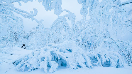 An incredibly beautiful winter forest landscape. Tree branches covered in snow, in the shades of the. winter wonderlandの写真素材