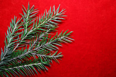 Christmas tree on red velvetの写真素材