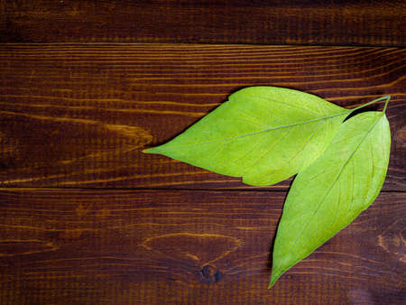 Autumn yellow leaves on vintage wooden background