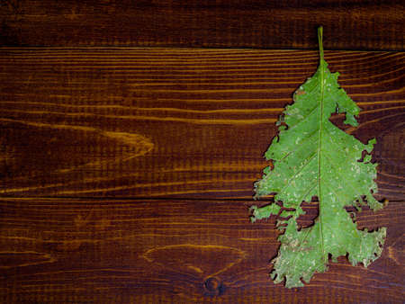 Autumn yellow leaves on vintage wooden backgroundの写真素材