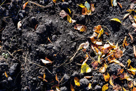 Autumn leaf and trees soil and grassの写真素材