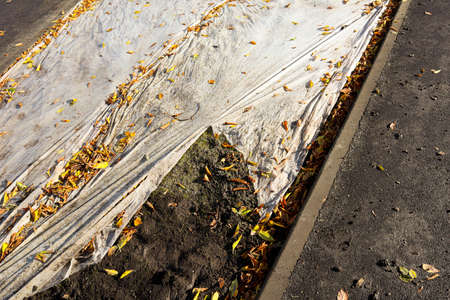 Autumn leaf and trees soil and grass lawn park