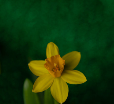 spring yellow daffodil on a dark green backgroundの写真素材