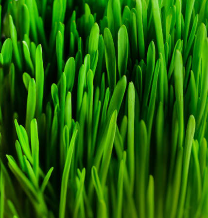 fresh green grass, bright color, side view, soft focus, background, wallpaper, textureの写真素材