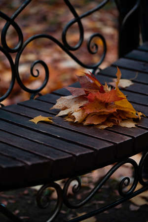 autumn orange leaves lying on wooden bench in the parkの写真素材