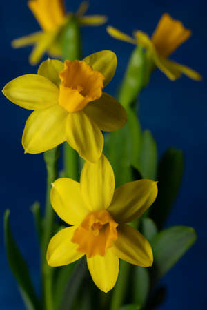 spring yellow daffodils on a blue backgroundの写真素材