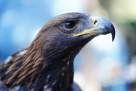 Close up of the head of a bird of preyの写真素材