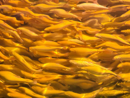 Beautiful background with yellow fish in the water, golden trout, top view