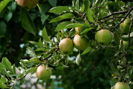 Green apples on a tree branch, Harvest time concept.の写真素材