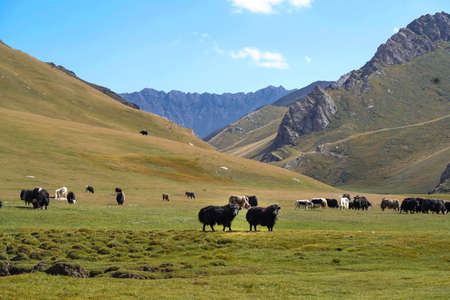 a herd of yaks grazes in a field against the background of mountainsの写真素材
