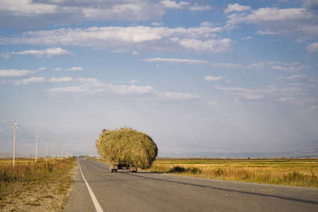a truck full of grass driving on the road in summer