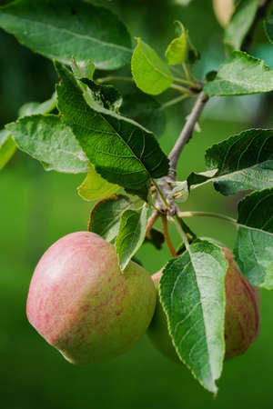Two apples on a tree branch, Harvest time concept.の写真素材