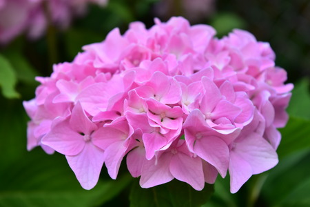 Hydrangeaの写真素材