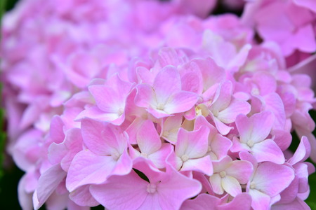 Hydrangea Flowerの写真素材