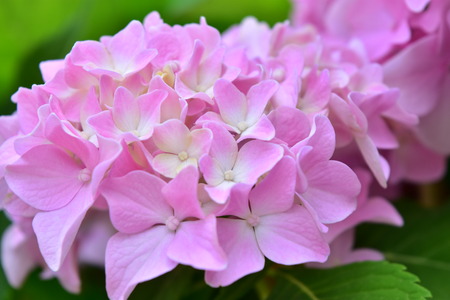 Hydrangea Flowerの写真素材