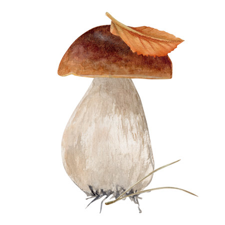 Watercolor hand drawn mushroom with pine needle and birch leave on the mushroom cap.の写真素材