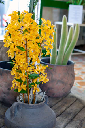 yellow flowers in rustic pot with cactus in the background out of focus inside floristの写真素材