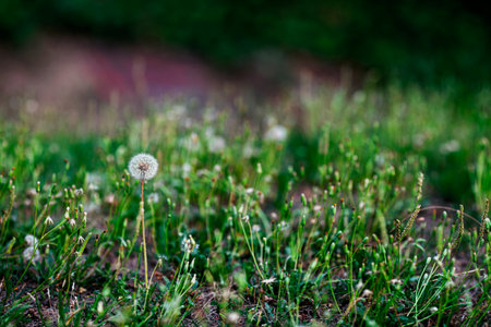 Dandelion seeds. Fluffy and delicate white flower on green grass background. Seed head. Allergy concept. Copyspace.の写真素材