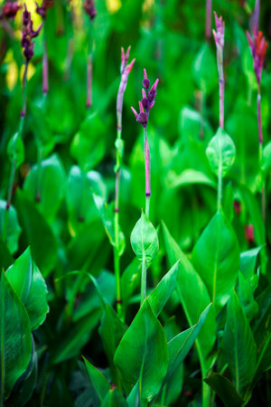 Canna indica commonly known as Indian shot, African arrowroot or red Achira in a garden on a sunny summer day. Tropical exotic flowers concept with space for text. Select focus.の写真素材