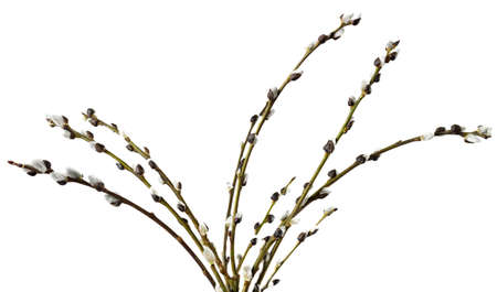 Willow branch with blossoming buds macro