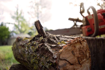 Close-up of a felling tree on the background of the saw. Life outside the city, nature. Work on the...