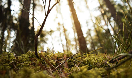Forest pine trees in spring. Pine forest landscape. Forest scene. Spring forest