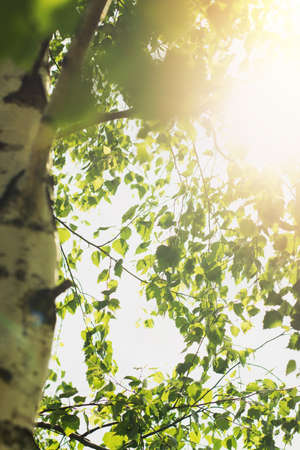 EXAM inscription on wooden cubes isolated on white background, medicine concept. Nearby on the table are a stethoscope and pills.の写真素材