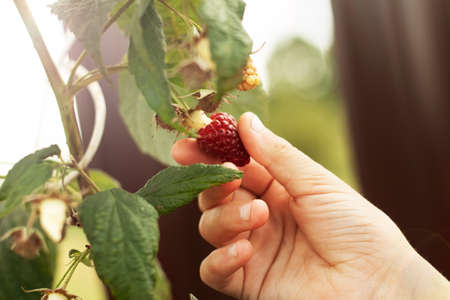 A teenage girl using a mobile phone takes pictures of a raspberry bush in the garden in summer....