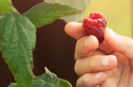 Collection of raspberries. The farmer manually picks organic raspberries in the garden. Redberry on a branch. Close-up hand holding a raspberry.の写真素材