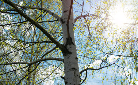 Birches with black and white birch bark and young green leaves, in early spring against a blue sky. The concept of nature, peace, awakening.の写真素材