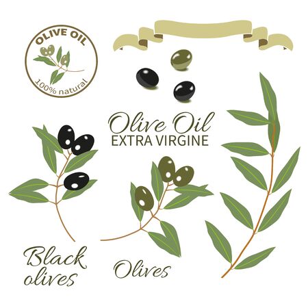 Set for design for olive oil, the olive tree,branch with olives with typography,ribbonのイラスト素材