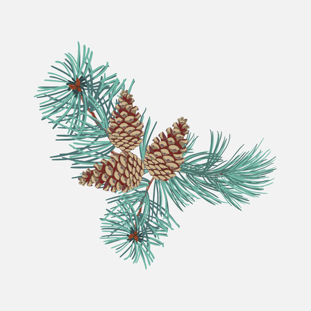 Arrangements of coniferous twigs with pine cone on white background,close up.のイラスト素材