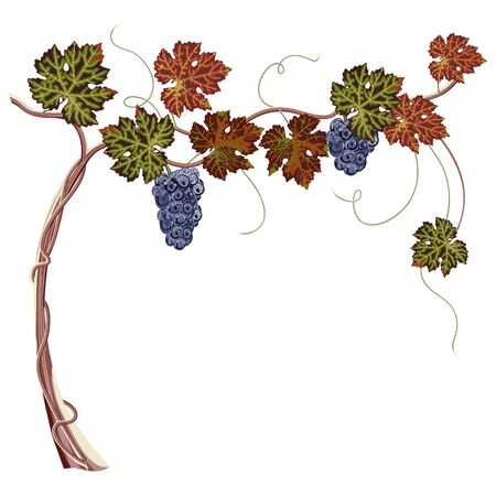 Colorful bunch of grapes and leaves close up, white background.のイラスト素材