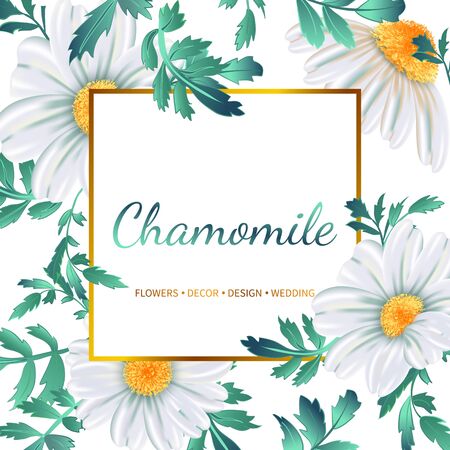 Floral banner with chamomile flowers on white background. Vector invitation, greeting card.のイラスト素材