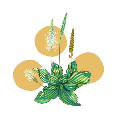 Plantain plant with flowers, leaves and seeds, ears, isolated on white background.のイラスト素材