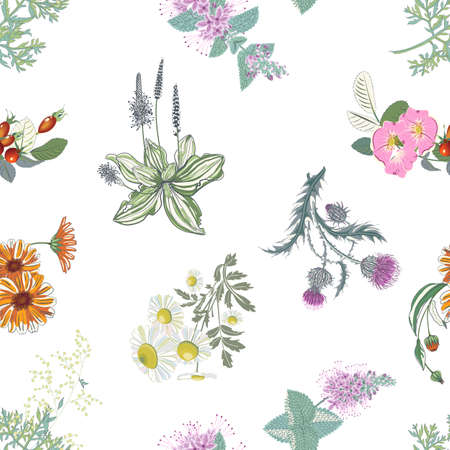Seamless pattern of medicinal herbs. Rosehip, calendula, chamomile, milk thistle, wormwood, mint, plantain.のイラスト素材